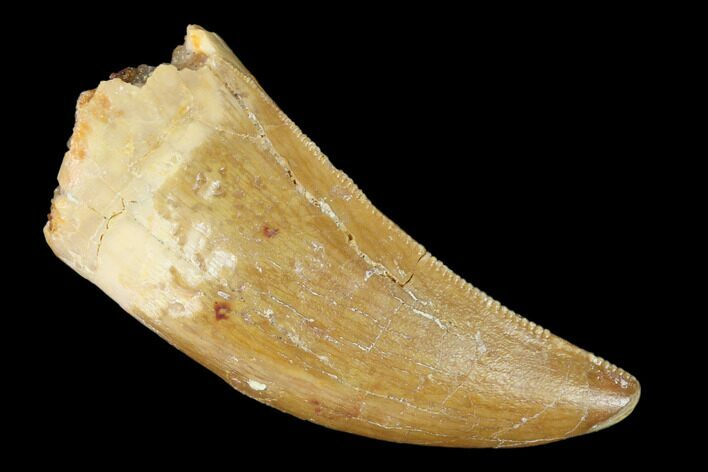 Serrated, Carcharodontosaurus Tooth - Real Dinosaur Tooth #156886
